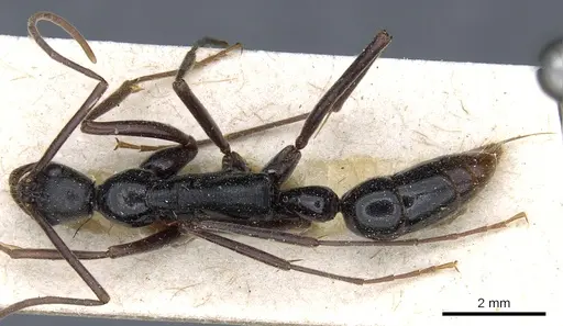 Leptogenys famelica - CASENT0903967