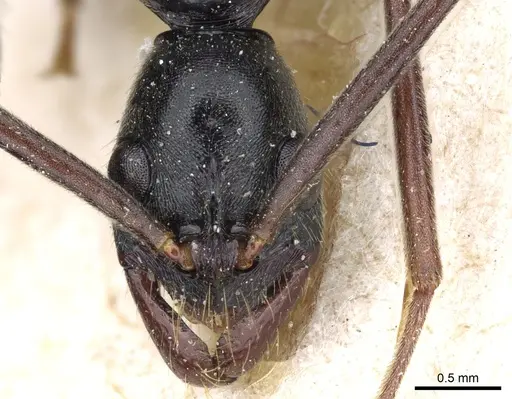 Leptogenys famelica - CASENT0903967