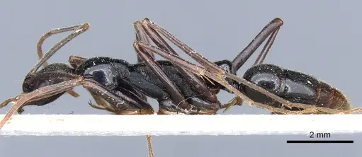 Leptogenys famelica - CASENT0903967