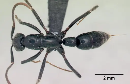 Leptogenys fasika specimen