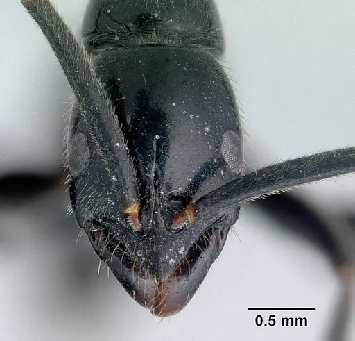 Leptogenys fasika specimen