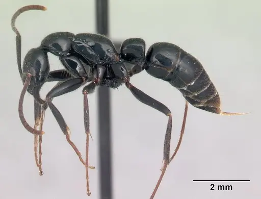 Leptogenys fasika specimen