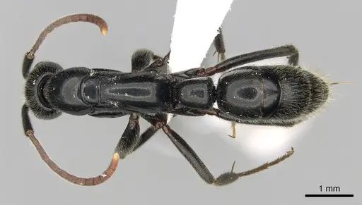 Leptogenys fasika - CASENT0416215