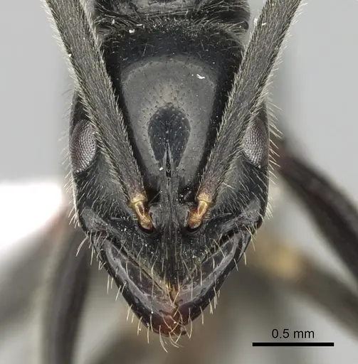 Leptogenys fasika - CASENT0416215