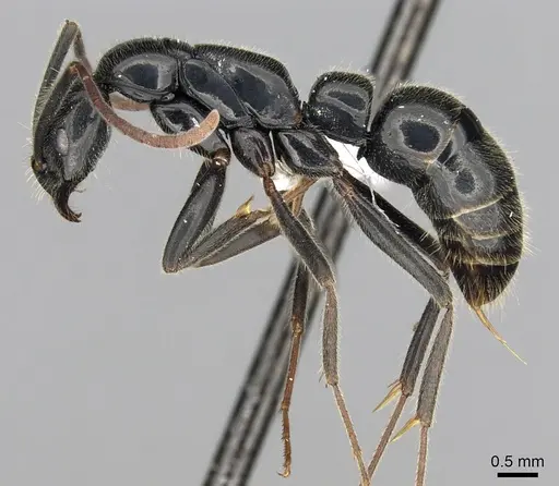 Leptogenys fasika - CASENT0416215