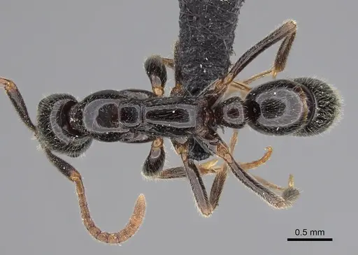 Leptogenys ferrarii specimen