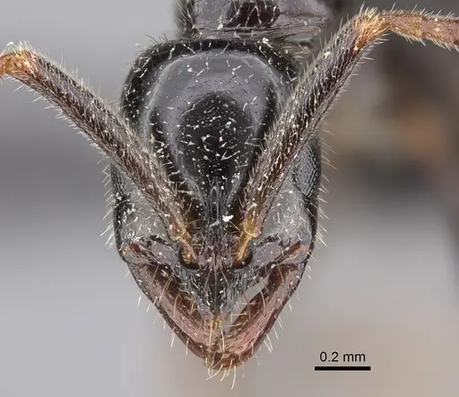 Leptogenys ferrarii specimen