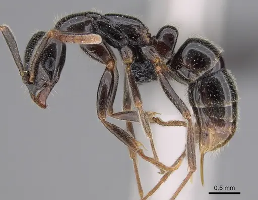 Leptogenys ferrarii specimen