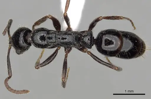 Leptogenys ferrarii - CASENT0317014