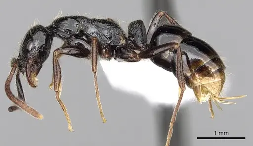 Leptogenys ferrarii - CASENT0317014