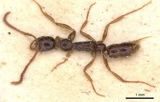 Leptogenys ferrarii - CASENT0907341