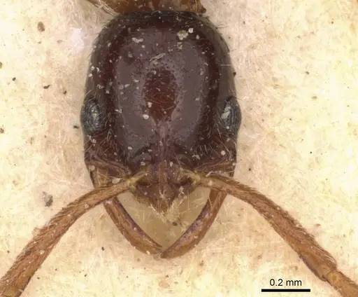 Leptogenys ferrarii - CASENT0907341