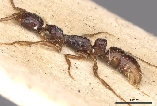 Leptogenys ferrarii - CASENT0907341