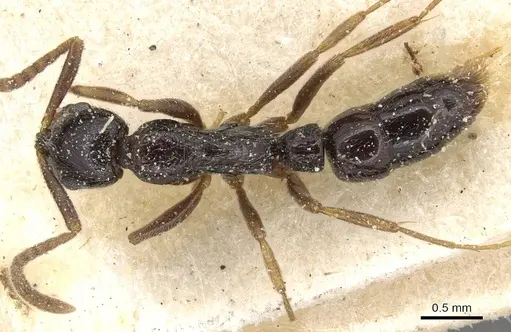 Leptogenys ferrarii - CASENT0915227