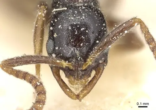 Leptogenys ferrarii - CASENT0915227