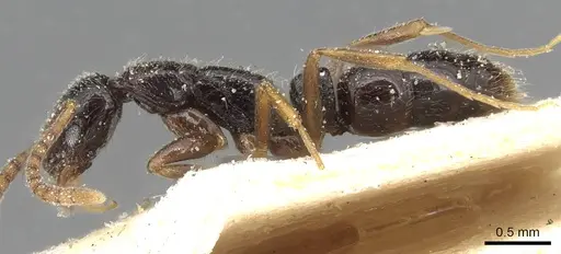 Leptogenys ferrarii - CASENT0915227