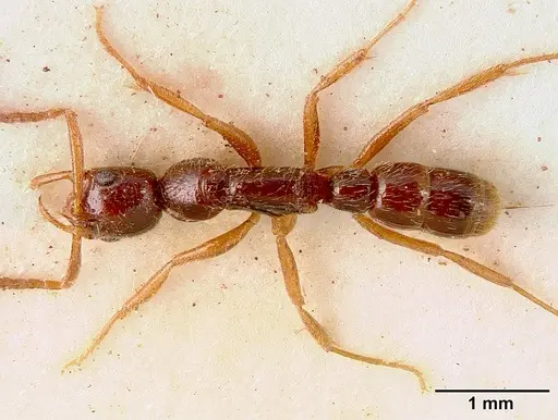 Leptogenys ferrarii - SAM-HYM-C002453