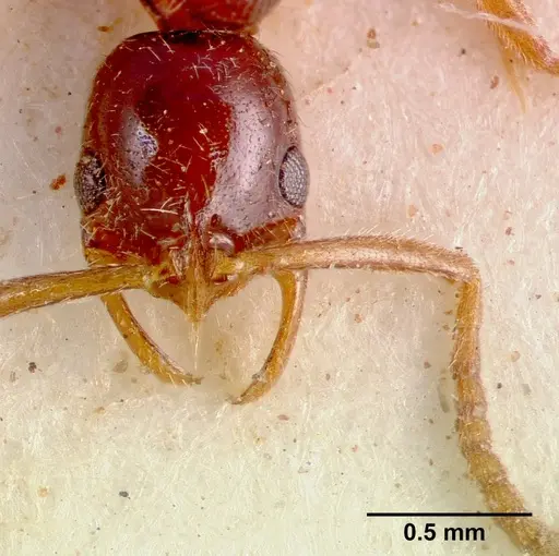 Leptogenys ferrarii - SAM-HYM-C002453