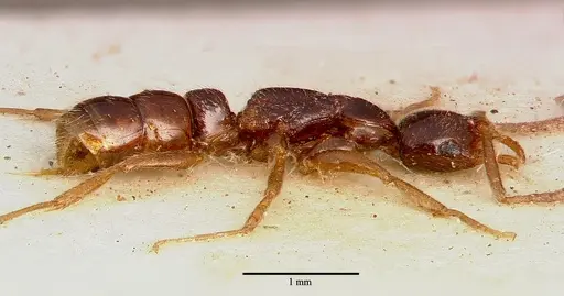 Leptogenys ferrarii - SAM-HYM-C002453