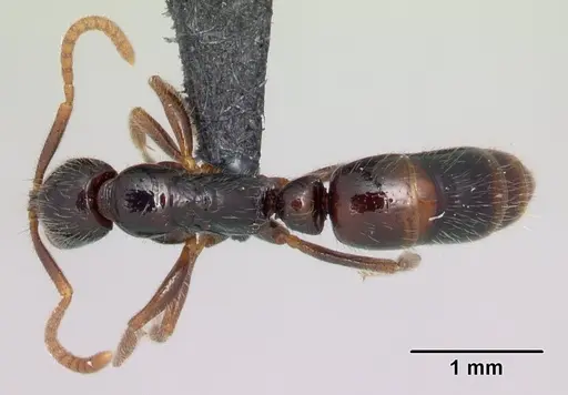 Leptogenys fiandry specimen