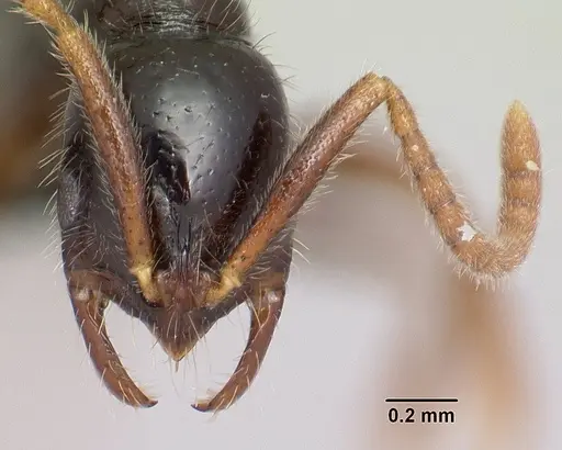 Leptogenys fiandry specimen