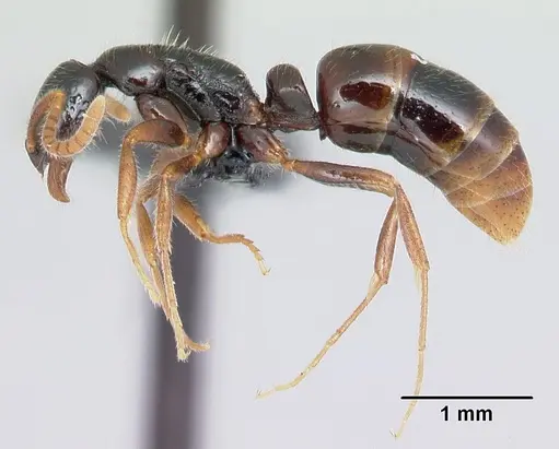 Leptogenys fiandry specimen