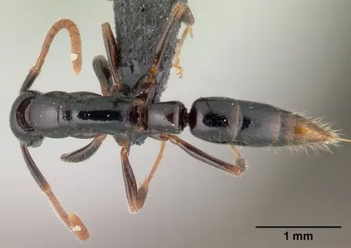 Leptogenys fiandry - CASENT0147308