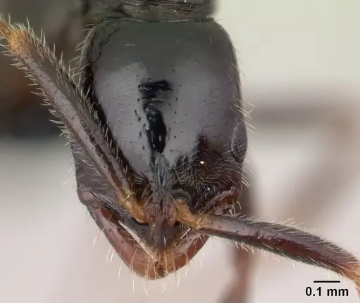 Leptogenys fiandry - CASENT0147308