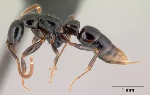 Leptogenys fiandry - CASENT0147308