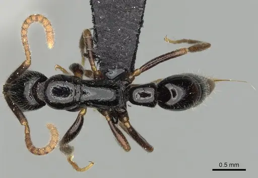 Leptogenys fiandry - CASENT0247245