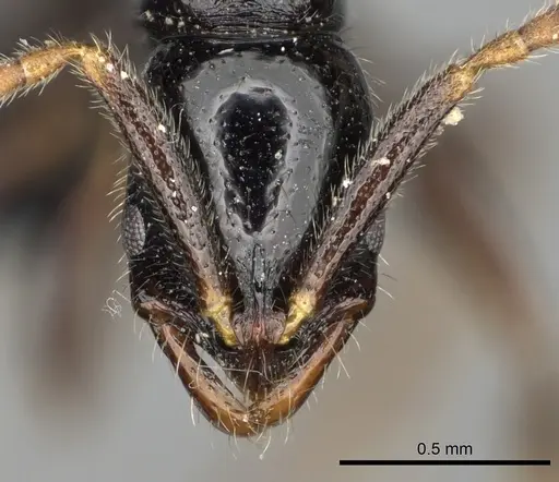 Leptogenys fiandry - CASENT0247245