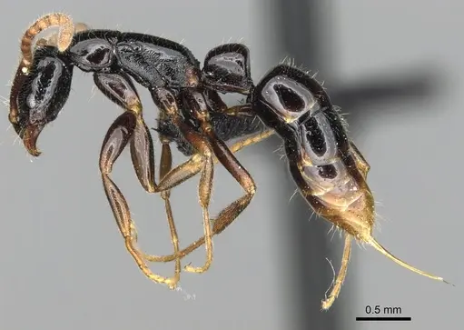 Leptogenys fiandry - CASENT0247245