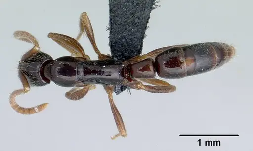 Leptogenys fiandry - CASENT0463434