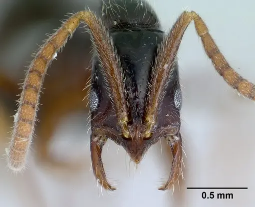 Leptogenys fiandry - CASENT0463434