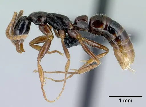 Leptogenys fiandry - CASENT0463434