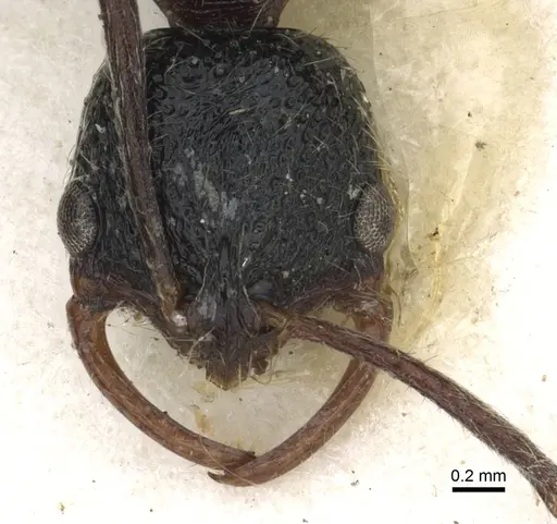 Leptogenys foreli specimen