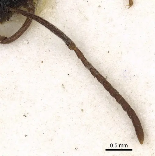 Leptogenys foreli specimen