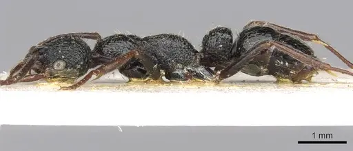 Leptogenys foreli - CASENT0902620