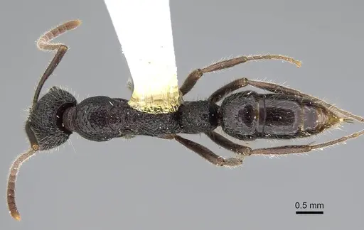 Leptogenys foreli - CASENT0915990