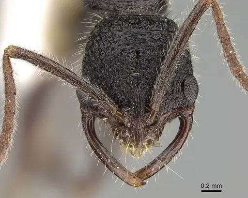 Leptogenys foreli - CASENT0915990