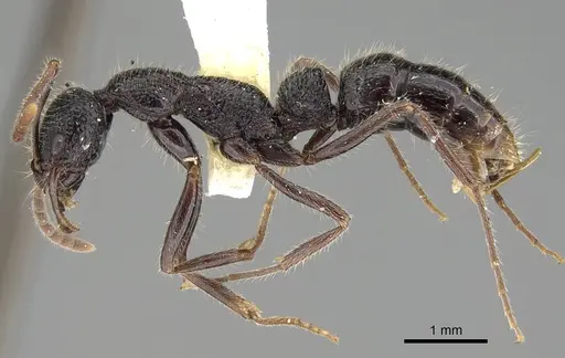 Leptogenys foreli - CASENT0915990