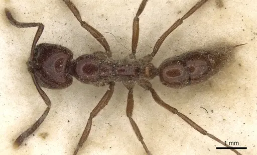 Leptogenys fortior specimen
