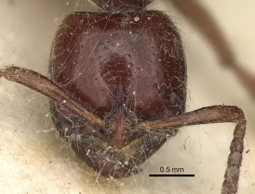 Leptogenys fortior specimen