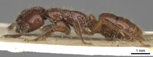 Leptogenys fortior specimen