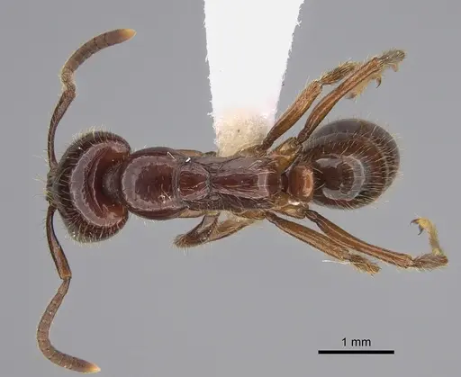 Leptogenys fortior - CASENT0887822