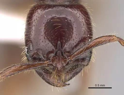 Leptogenys fortior - CASENT0887822