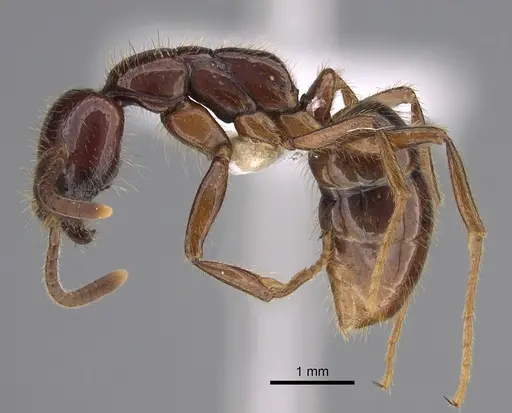 Leptogenys fortior - CASENT0887822