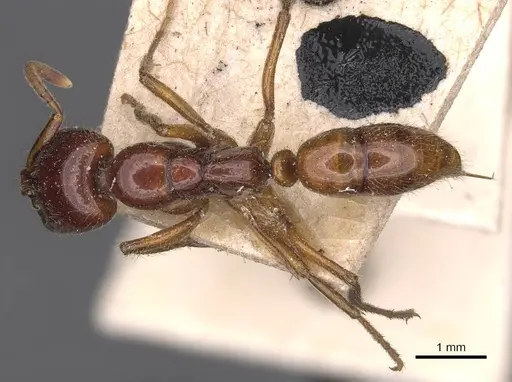 Leptogenys fortior - CASENT0907393