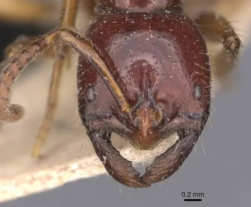 Leptogenys fortior - CASENT0907393