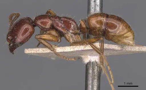 Leptogenys fortior - CASENT0907393